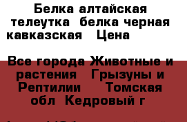 Белка алтайская телеутка, белка черная кавказская › Цена ­ 5 000 - Все города Животные и растения » Грызуны и Рептилии   . Томская обл.,Кедровый г.